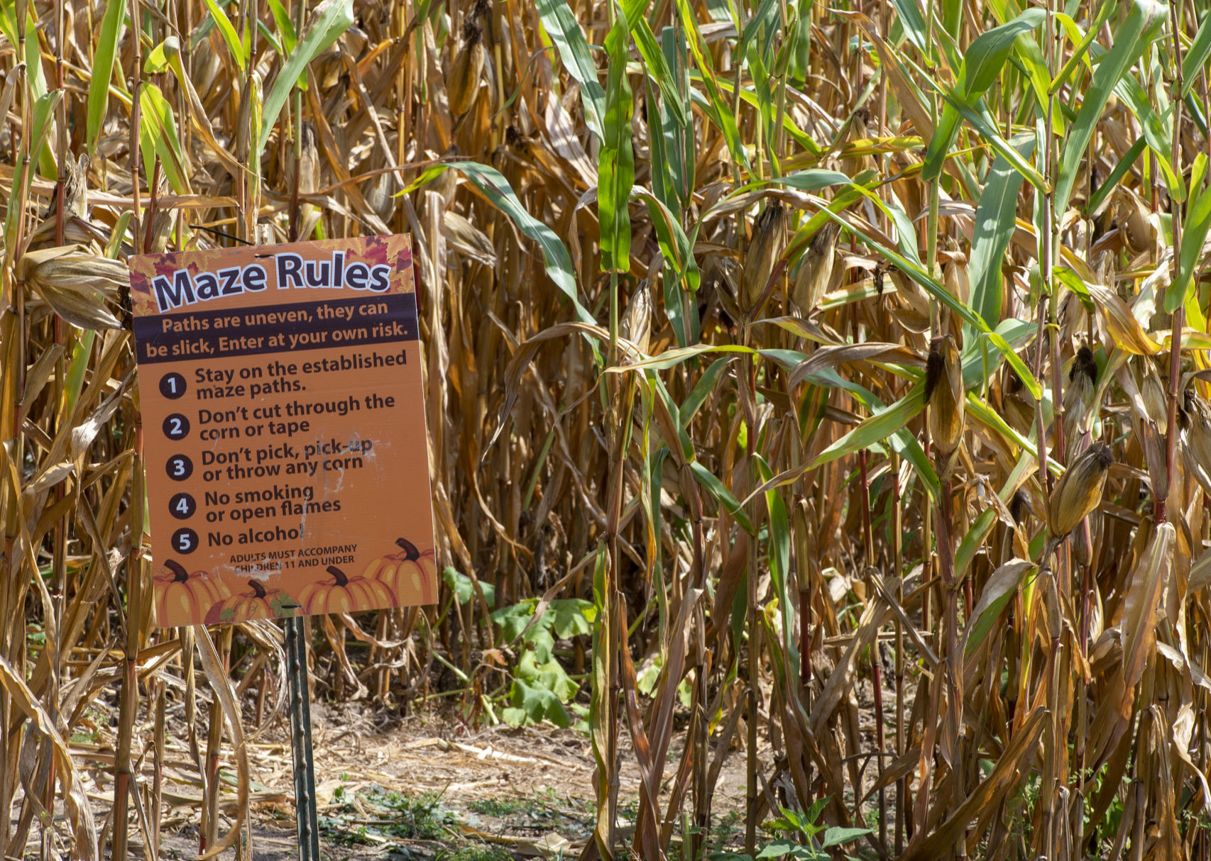 Corn Maze Lee Highway Farms 02